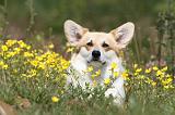 CORGI PEMBROKE 393
